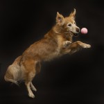 senior-golden-retriever-and-pink-ball