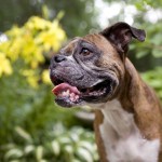 Hallie the boxer