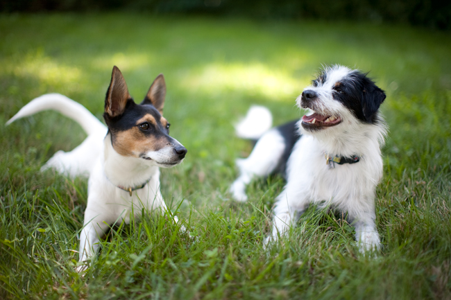 Happy Tails:  Enzo and Hughie