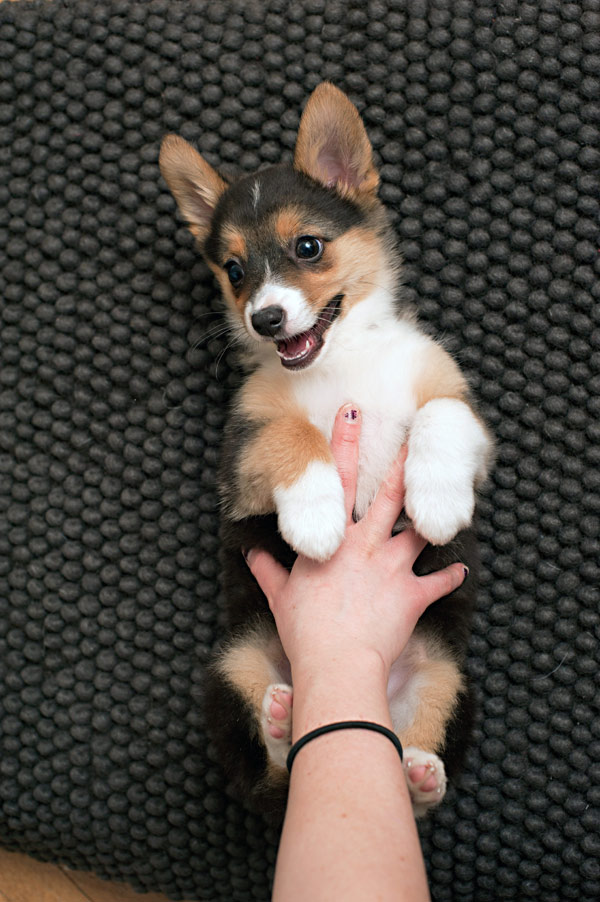 adorable-Corgi-Australian-Shepard-Mix-Puppy, puppy getting belly rub