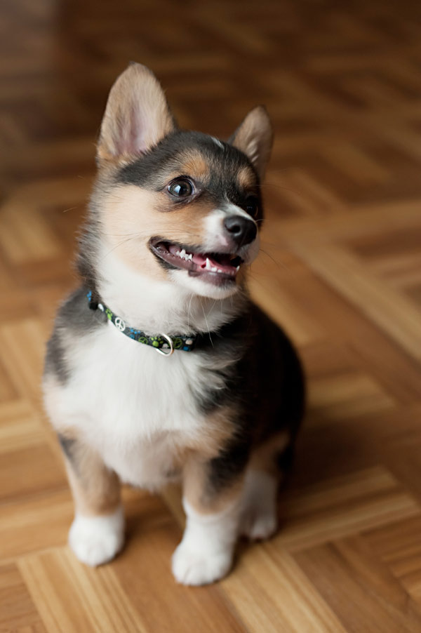 cute mixed breed puppy, Syracuse dog photography, Corgi-Australian-Shepard-Mix-Puppy-