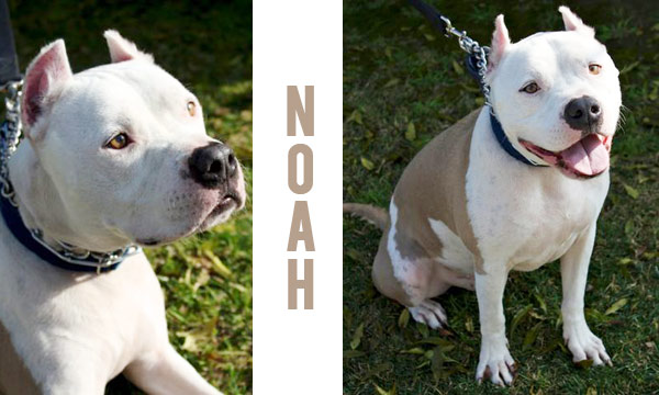 Adopt-Noah-Karma-Rescue