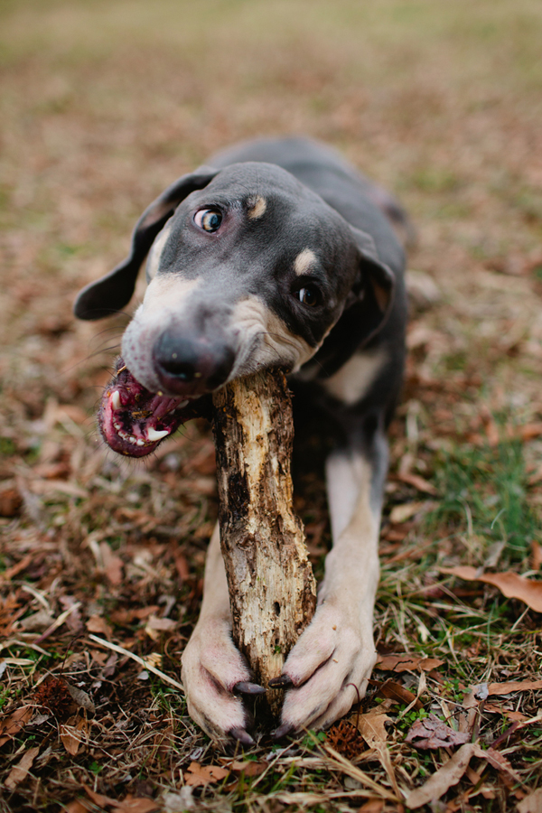 dog chewing stick, Wilco