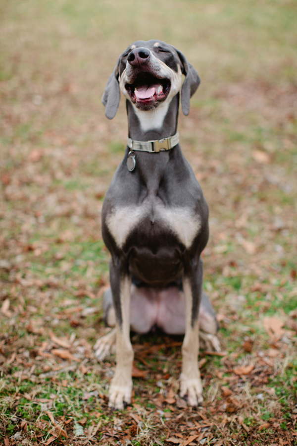 © Sarah Der Photography,smiling-dog, laughing-dog