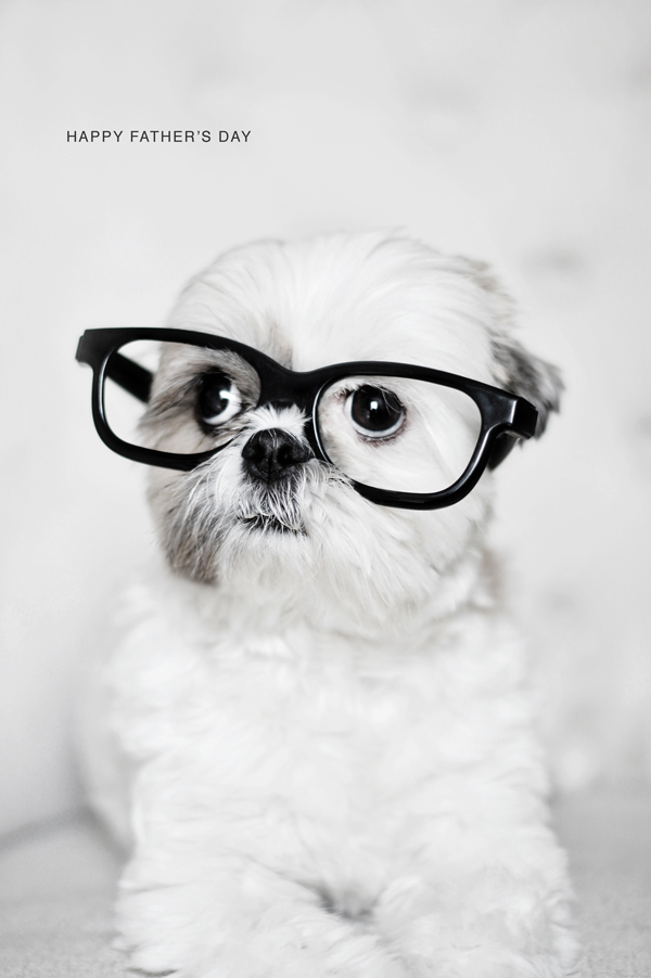 Shitzu dog wearing glasses