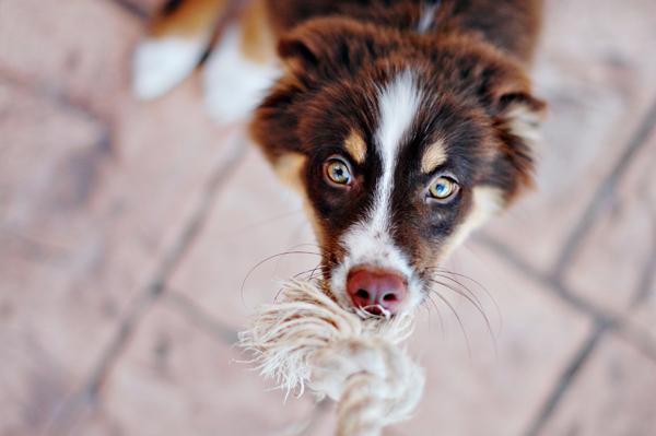 © Sarah Dickerson of Chic Sprinkles | Daily Dog Tag | Puppy Love, Miniature-Aussie