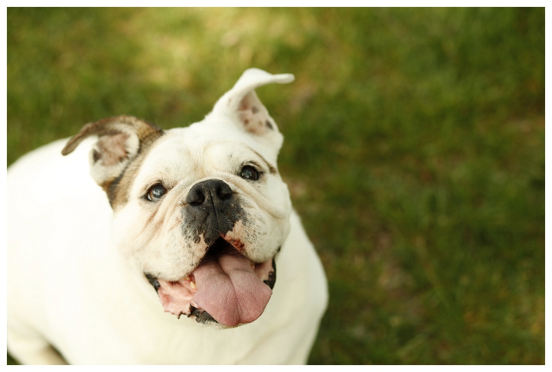 Happy Tails:  Butterball the English Bulldog