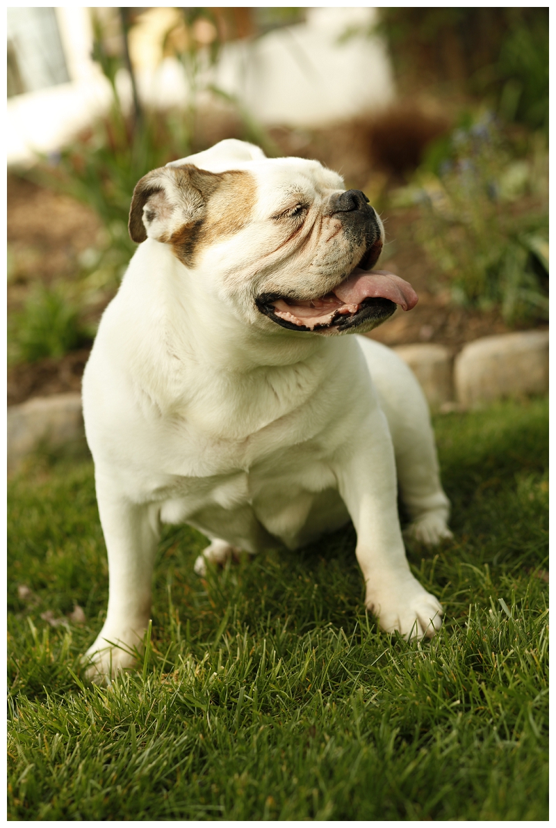 English Bulldog, © photographs by Megan, lifestyle dog photography