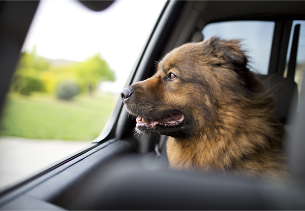Barkley dog going for car ride, 5 reasons dogs make the best friends