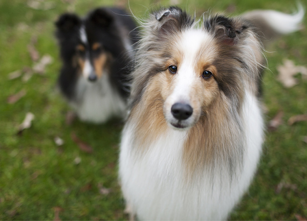 © Sarah McGraw Photography | Daily Dog Tag |Shelties, dynamic-duo