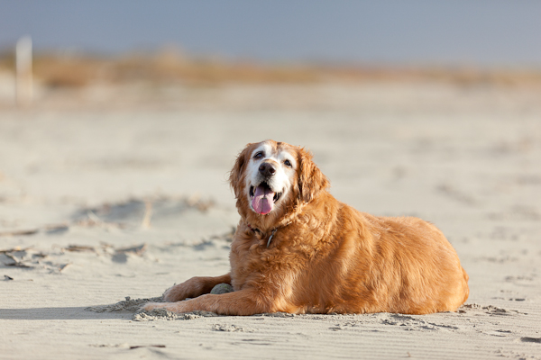 © Nuance Pet Photos | Daily Dog Tag |senior- Golden-Retriever on beach