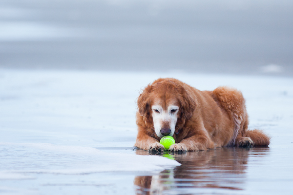© Nuance Pet Photos | Daily Dog Tag | Golden Retriever on beach, dog-tennis-ball