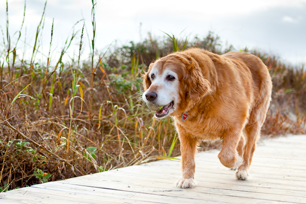 © Nuance Pet Photos | Daily Dog Tag | Golden-Retriever walking-on-boardwalk