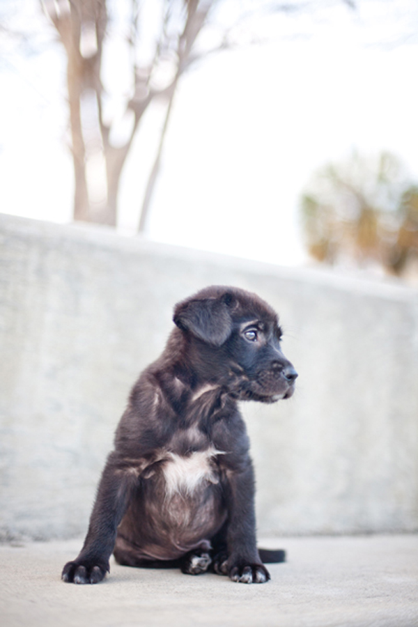 adorable black lab puppy