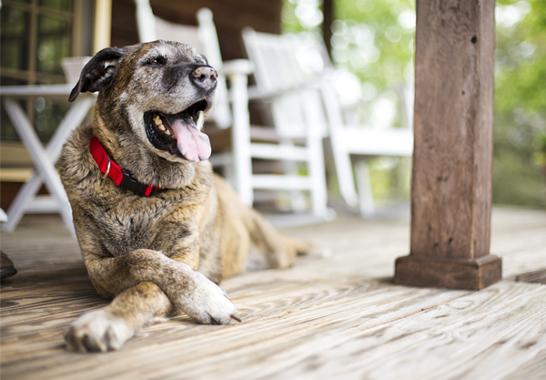 © McGraw Photography | cattle dog , on-location-pet-photography, old dog on porch