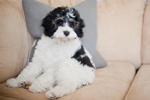 cute doodle mix puppy sitting on sofa -Syracuse-Pet-Photographer