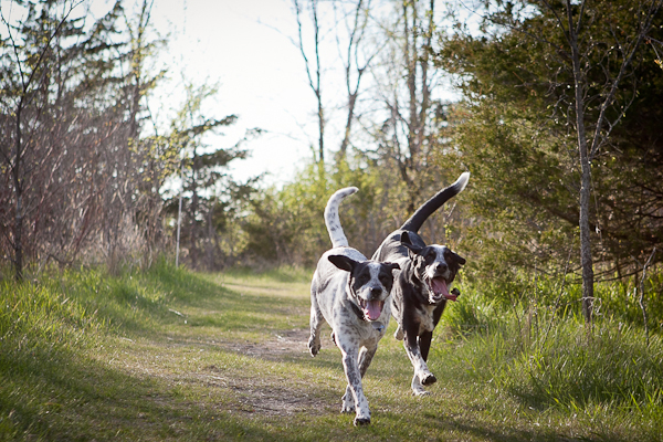 © Chocolate Moose Images |Daily Dog Tag | running-hounds, on-location-pet-photographer