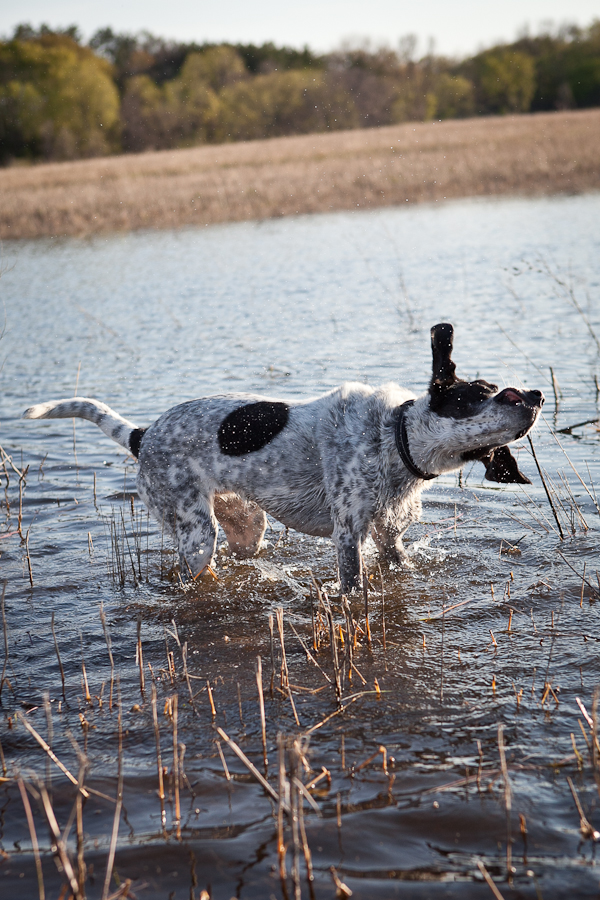 © Chocolate Moose Images |Daily Dog Tag |Badger shaking off water