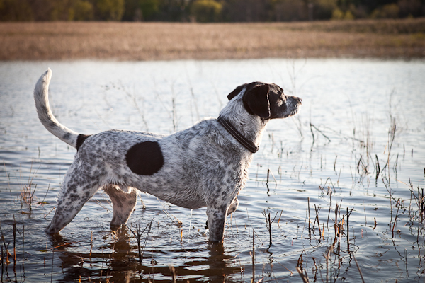 © Chocolate Moose Images |Daily Dog Tag | hound-in-water