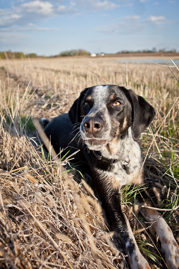 © Chocolate Moose Images |Daily Dog Tag |Wyatt, blue tick coon hound