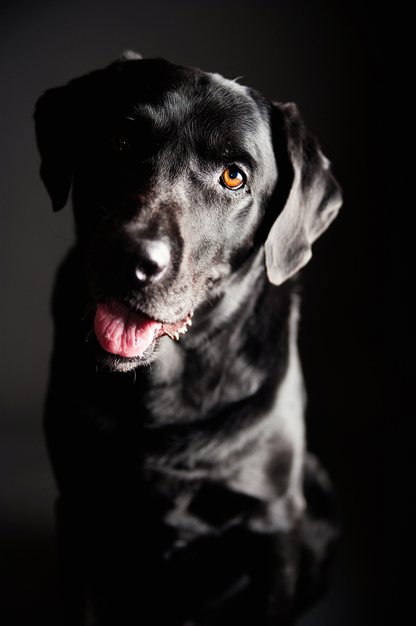 black labrador retriever, professional pet photography