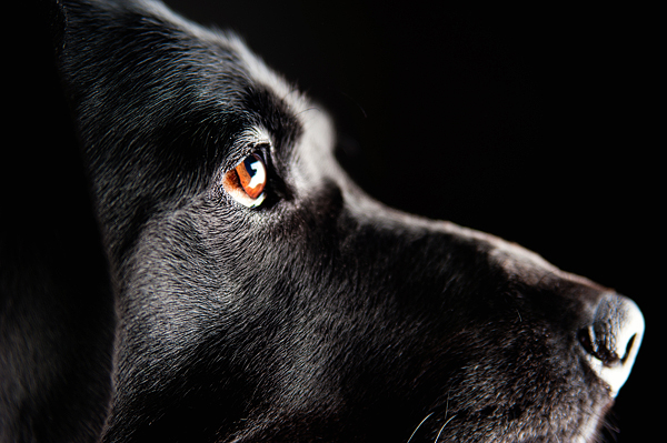 black labrador retriever, professional pet photography