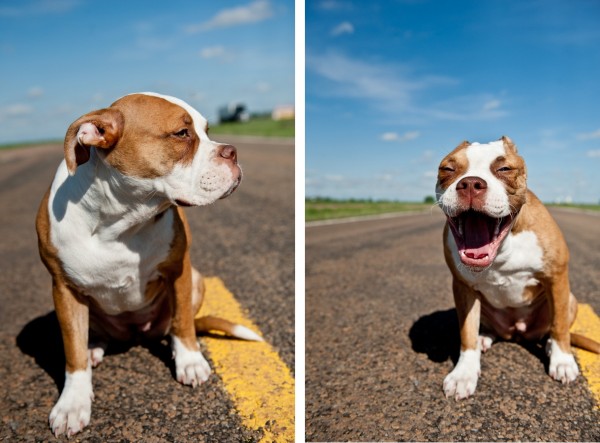 © BG Productions | Daily Dog Tag | Boxer/bulldog mix on Route 66