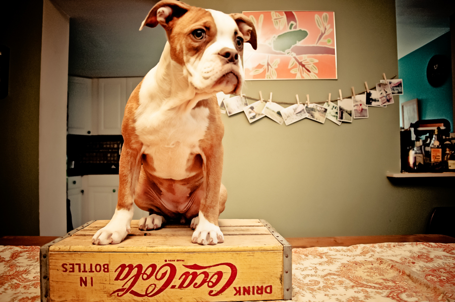 Focus:  Bella the Boxer-English Bulldog Mix