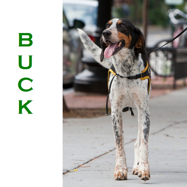 Available Bluetick Coonhound