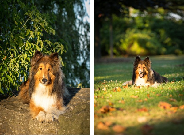© Posh Pets Photography | Daily Dog Tag |Chester the Sheltie