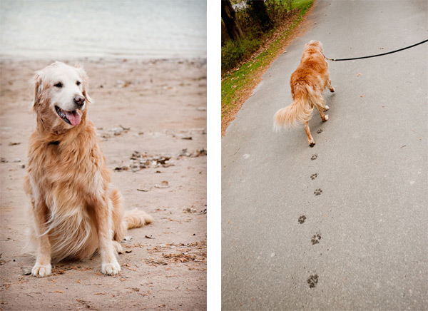 © Alice G Patterson | Daily Dog Tag | Golden Retriever at Green Lakes
