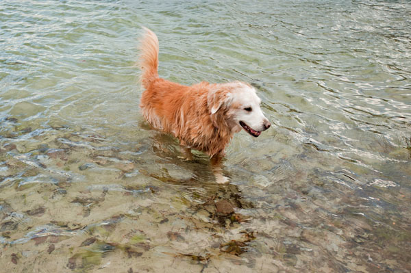 © Alice G Patterson | Daily Dog Tag | Golden Retriever in Green Lakes, on-location-dog-photographer