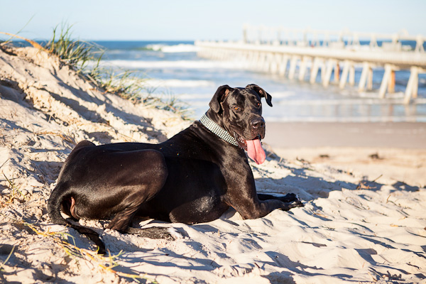 © Charlotte Reeves Photography| Daily Dog Tag |Handsome-black-Great-Dane, Gold-Coast-beach