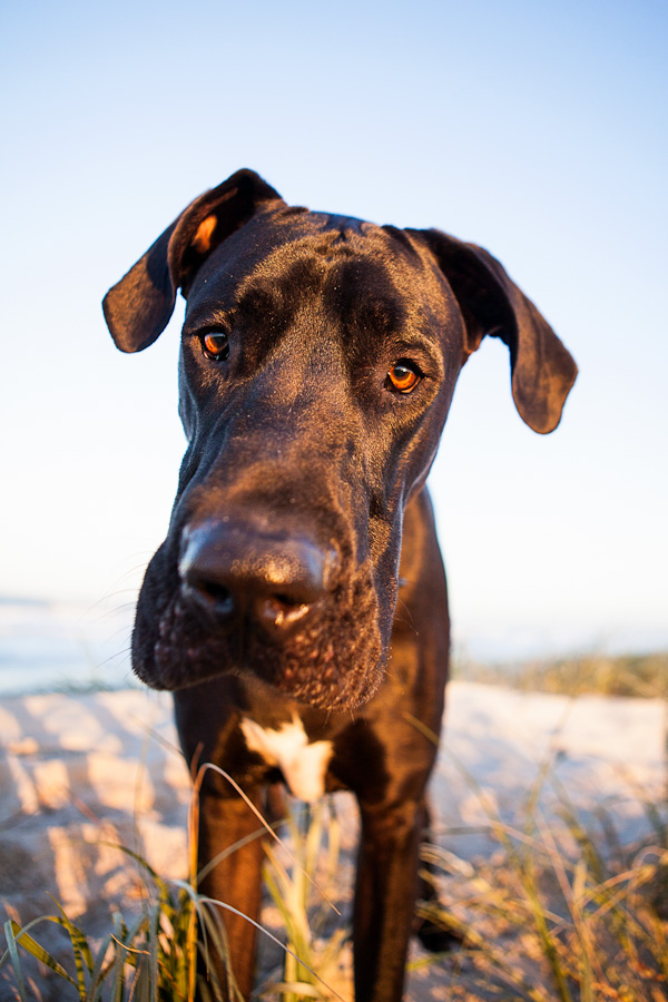 © Charlotte Reeves Photography| Daily Dog Tag |beautiful Great Dane in golden light, 