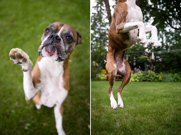 © Karin Newstrom | Daily Dog Tag | Boxer-jumping