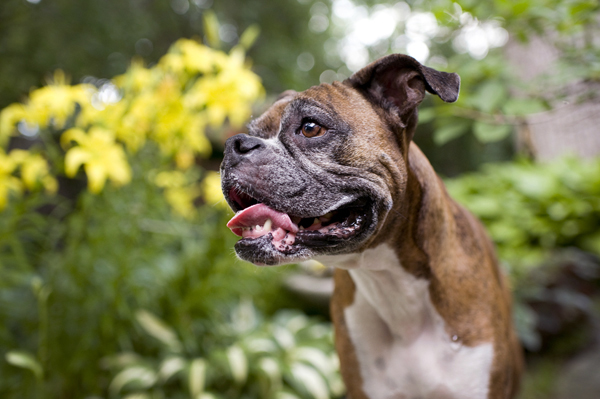 Happy Tails: Hallie the Boxer