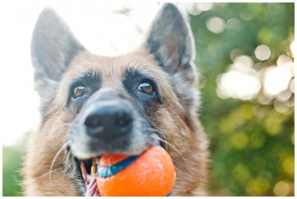 © Dana Cubbage Photography| Daily Dog Tag | Kiya, the German shepherd holding ball
