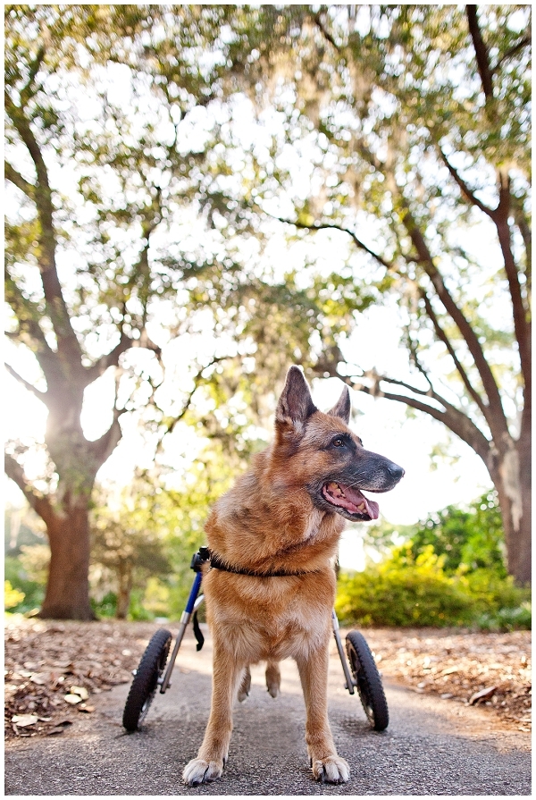 © Dana Cubbage Photography| Daily Dog Tag | German Shepherd with her own wheels, Degenerative Myelopathy