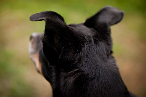 © Alice G Patterson Photography | Daily Dog Tag | dog-ears