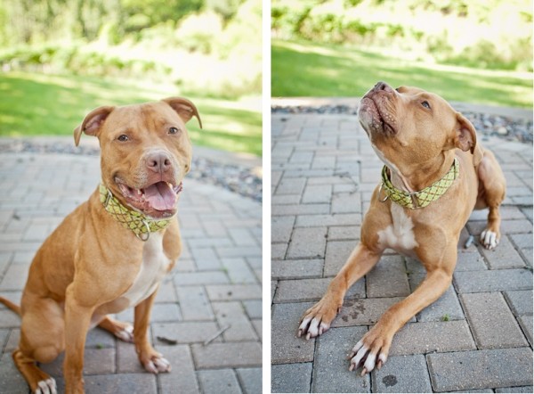 Adoptable, loveable Pit Bull
