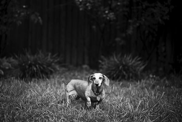 © FidoJournalism Pet Photography | Daily Dog Tag | pet-photojounalism