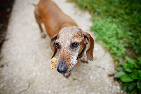 d© FidoJournalism Pet Photography | Daily Dog Tag | Dachshund with bone treat