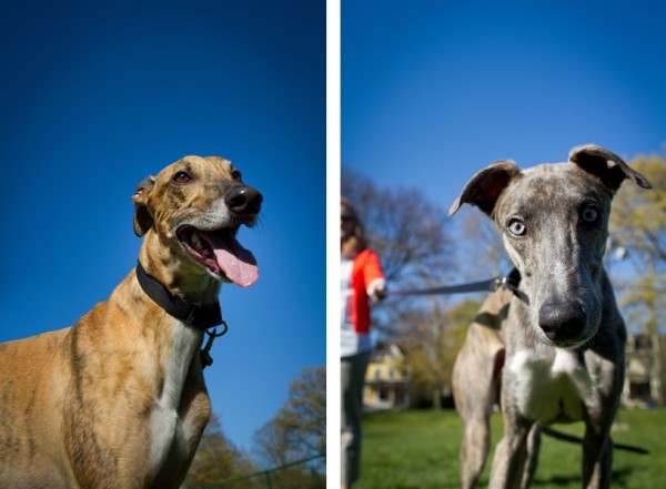 © Nicole Begley Photography | Daily Dog Tag |Greyhounds Henry and Truman at Frick Park