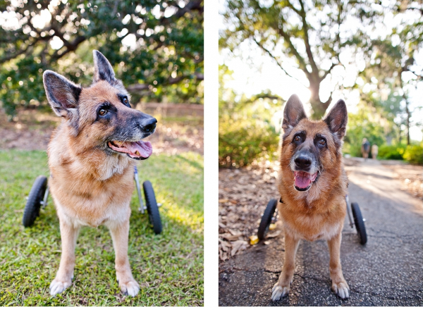 © Dana Cubbage Photography| Daily Dog Tag | German shepherd with wheels due to Degenerative Myelopathy