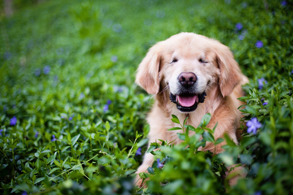 © Happy Tails Pet Photography | Daily Dog Tag | smiling Golden Retriever Therapy Dog, blind dog
