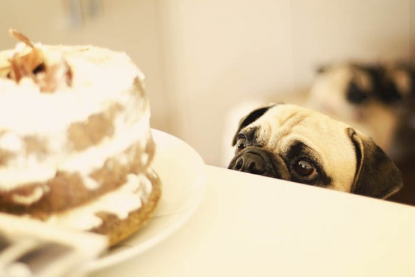 © Erin McNulty Pet Photographer | Daily Dog Tag | classic cake shot and Pug