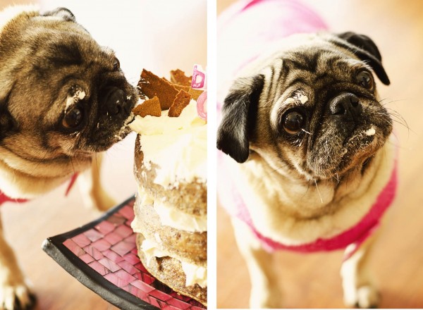 © Erin McNulty Pet Photographer | Daily Dog Tag |Saffron on the Hill pug party