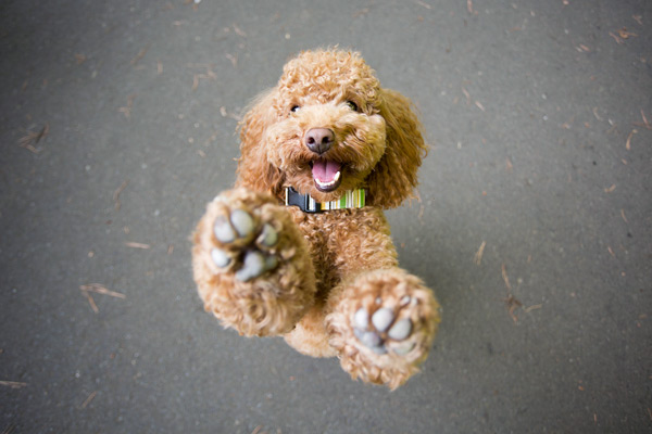 © McGraw Photography | Daily Dog Tag | Poodle-dancing, modern-pet-photography