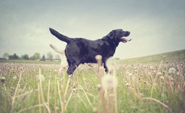 © StudioFido | Daily Dog Tag | Dogs in dandelion field