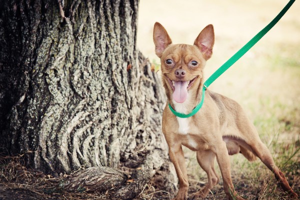 © Photos by Keshia | Daily Dog Tag |adopted Chihuahua